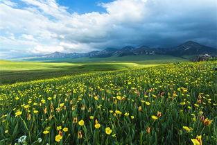 青青草原国产,绿色生态与和谐发展的奇迹之旅